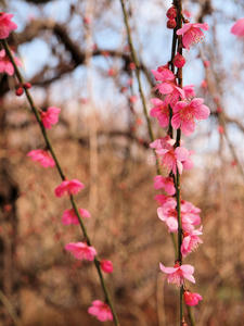 20100224_137shuusei.jpg
