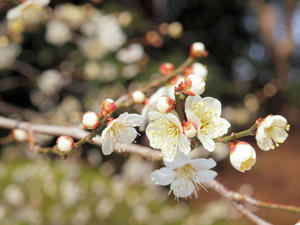 20100224_155shuusei.jpg