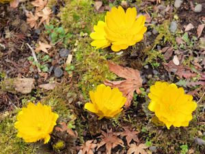 20100224_201shuusei.jpg