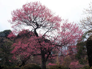 20100224_210shuusei.jpg