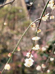 20100224_219shuusei.jpg