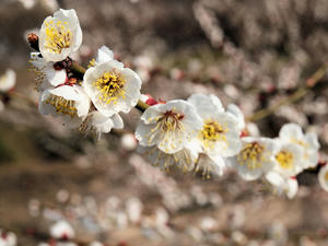 20100226_131shuusei.jpg