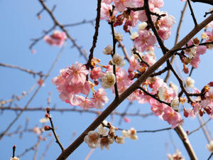 20100226_146shuusei.jpg