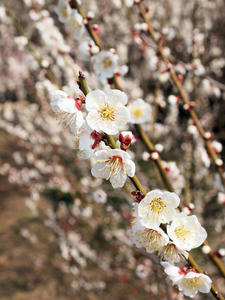 20100226_151shuusei.jpg