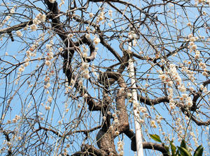 20100226_112shuusei.jpg