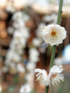 20100226_111shuusei.jpg