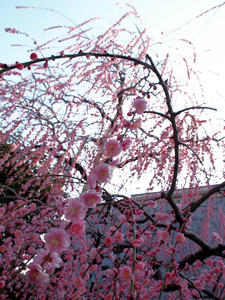 20100226_115shuusei.jpg
