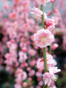 20100226_108shuusei.jpg