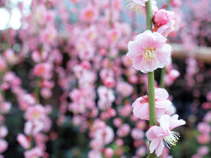 20100226_114shuusei.jpg