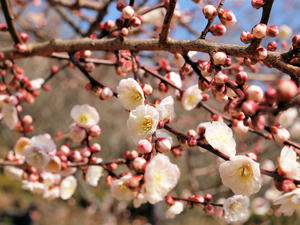 20100226_176shuusei.jpg