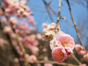 20100226_184shuusei.jpg