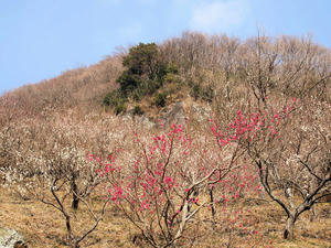 20100226_187shuusei.jpg