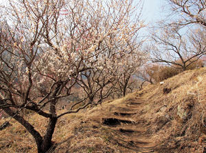 20100226_192shuusei.jpg