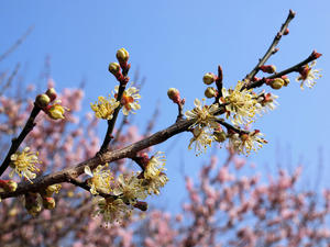 20100226_245shuusei.jpg