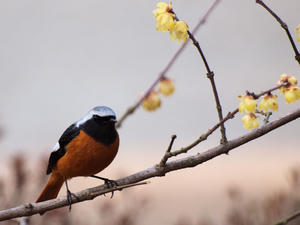 20100226_339shuusei.jpg