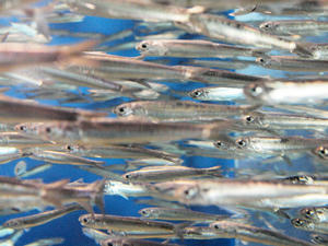 20100304_109shuusei.jpg