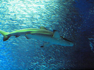 20100304_123shuusei.jpg