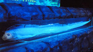 20100304_165shuusei.jpg