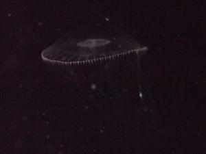 20100304_156shuusei.jpg