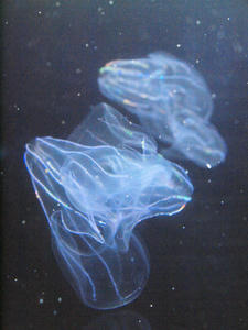 20100304_161shuusei.jpg