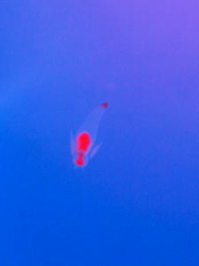20100304_176shuusei.jpg
