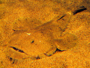 20100304_182shuusei.jpg