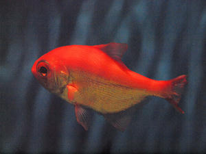 20100304_188shuusei.jpg