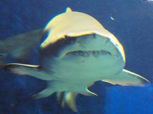 20100304_209shuusei.jpg