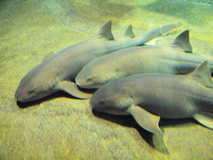 20100304_226shuusei.jpg