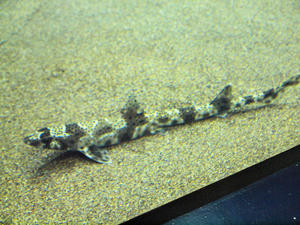 20100304_225shuusei.jpg