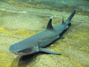 20100304_223shuusei.jpg