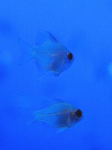20100304_261shuusei.jpg