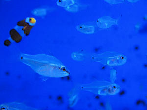 20100304_605shuusei.jpg