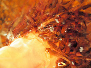 20100304_633shuusei.jpg
