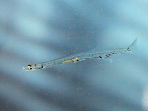 20100304_663shuusei.jpg