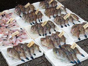 20100304_796shuusei.jpg