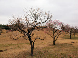 20100304_843shuusei.jpg