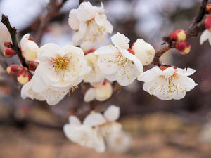 20100304_845shuusei.jpg