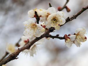 20100304_923shuusei.jpg