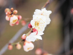 20100304_925shuusei.jpg