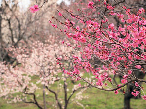 20100304_931shuusei.jpg