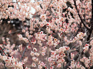 20100304_936shuusei.jpg