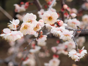 20100304_945shuusei.jpg