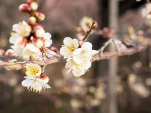 20100304_974shuusei.jpg
