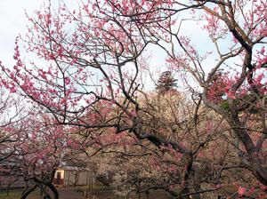 20100304_962shuusei.jpg