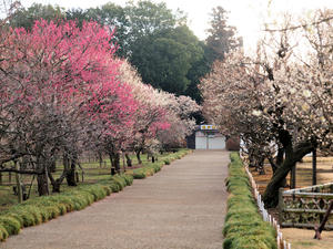 20100304_966shuusei.jpg