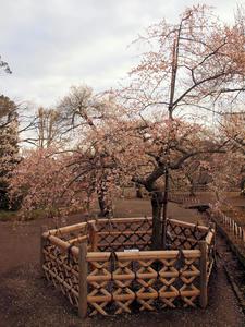 20100304_978shuusei.jpg