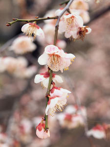 20100304_977shuusei.jpg