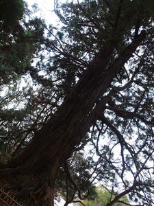 20100304_999shuusei.jpg