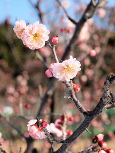 20100304_1017shuusei.jpg